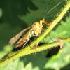 Panorpa sp.
